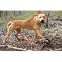 DVD 'Advanced Predator Trapping in Australia with Ted Mitchell'