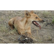 DVD - Predator Trapping In Australia with Ted Mitchell DVD - Predator Trapping In Australia with Ted Mitchell