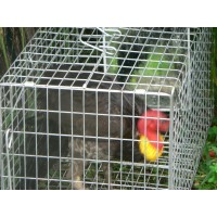 Mirror to suit Scrub Turkey Trap Mirror to suit Scrub Turkey Trap