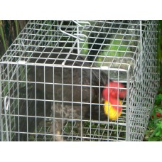 Mirror to suit Scrub Turkey Trap Mirror to suit Scrub Turkey Trap