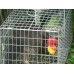 Bush Turkey Cage Trap - 700x300x400mm   **INCLUDES POSTAGE - AUSTRALIA WIDE**