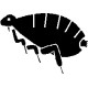 Fleas