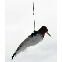 Kill Chirp