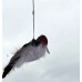 Kill Chirp Kill Chirp
