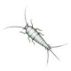 Silverfish