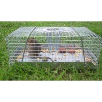 Live Mouse Trap Top Catch - Small